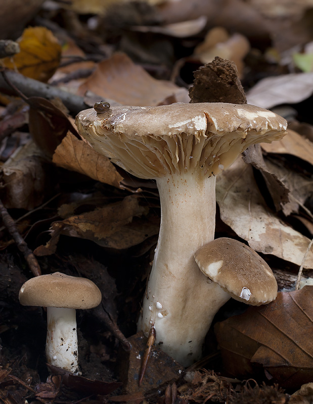 Lactarius ruginosus